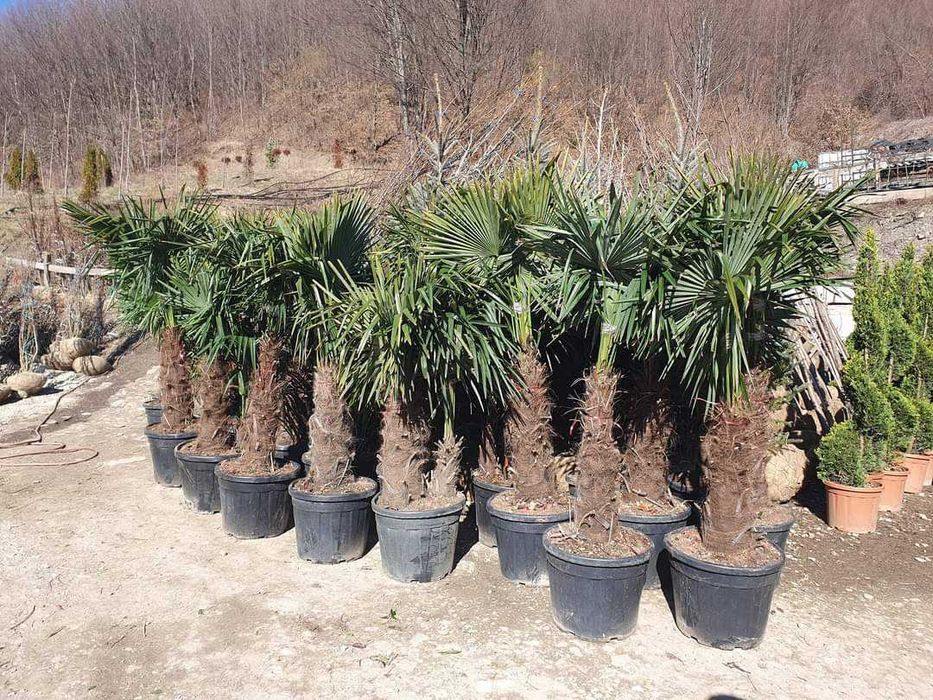 Tuia smarald magnolia grande flora bonsai cedrus