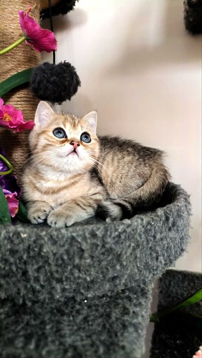 Золотые шиншилята.Британские малыши Baby Face