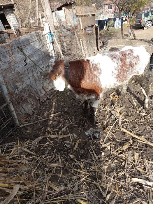 Tăuraș belgian de 2 luni jumate