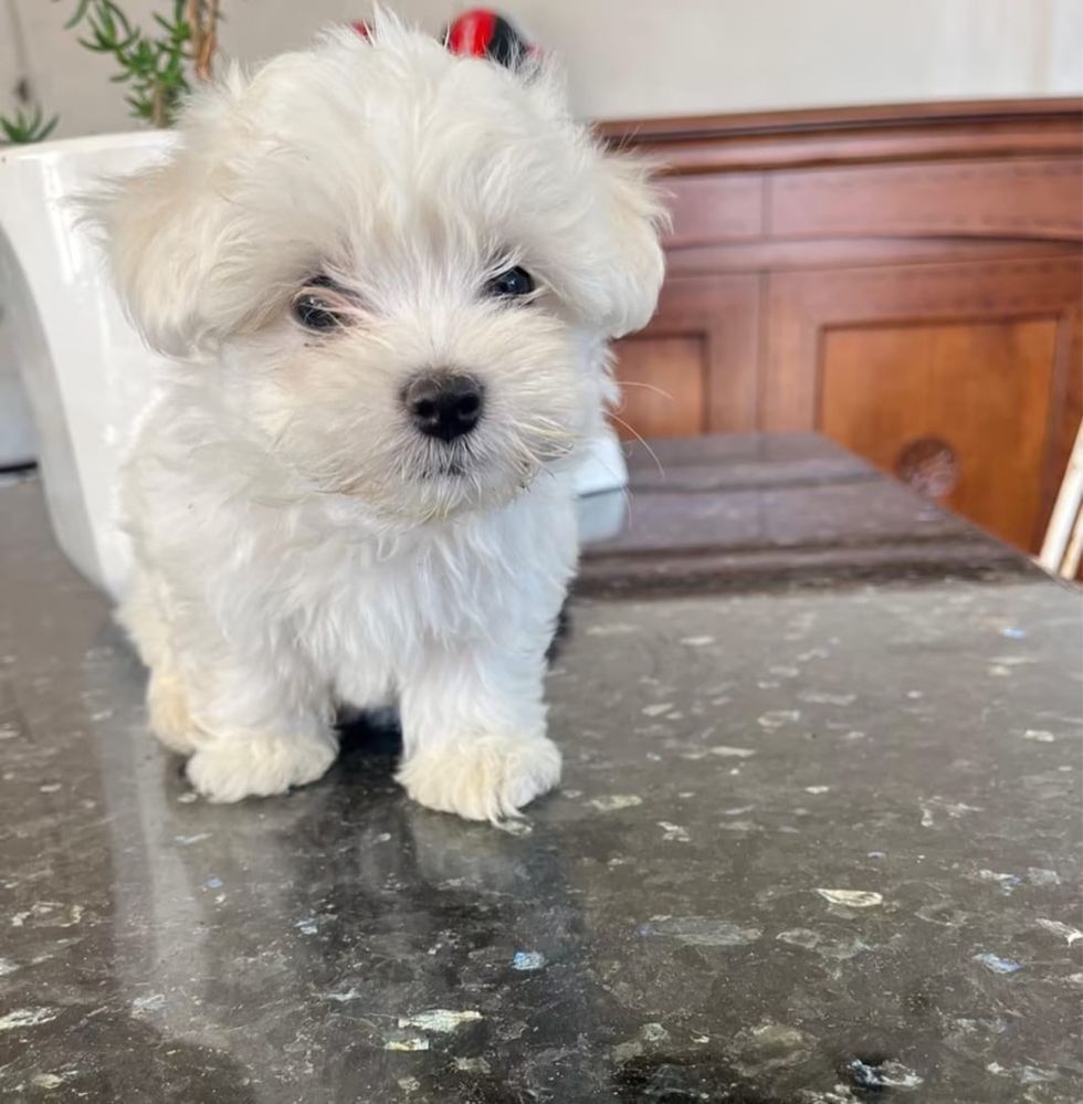 Bichon maltez talie mica