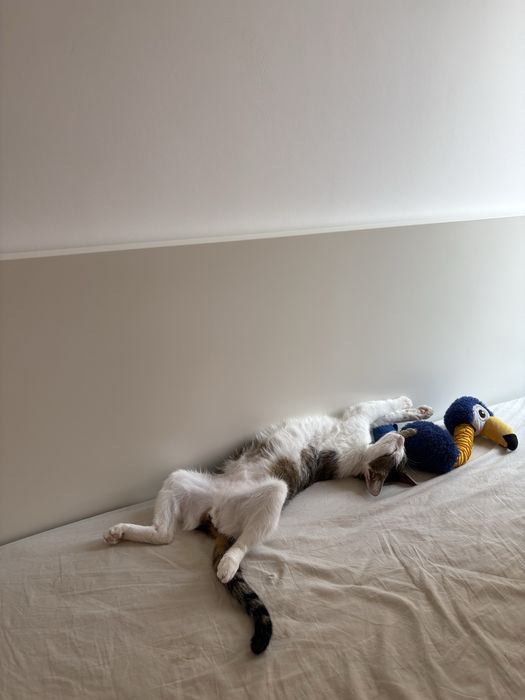 Pet sitter Floresti -Cluj-Napoca