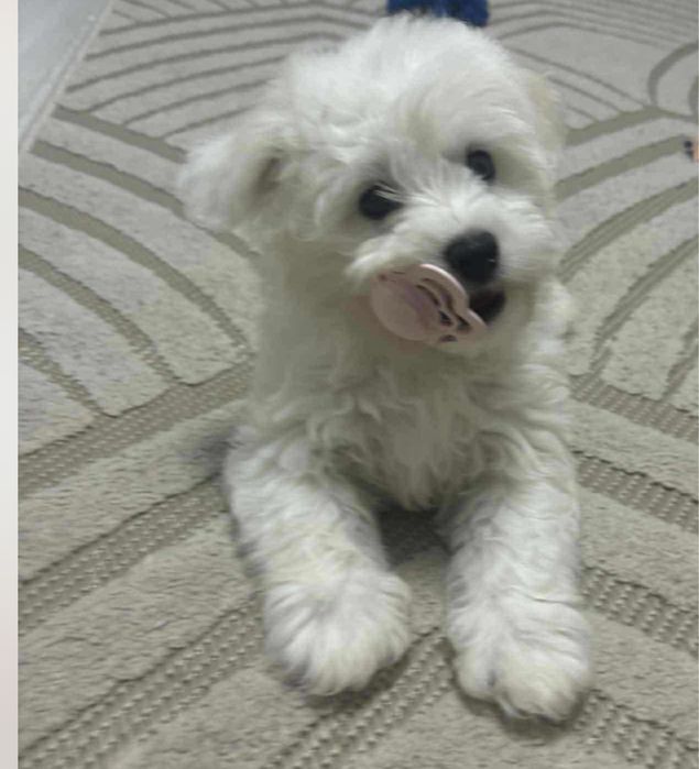 Mascul Bichon Maltez