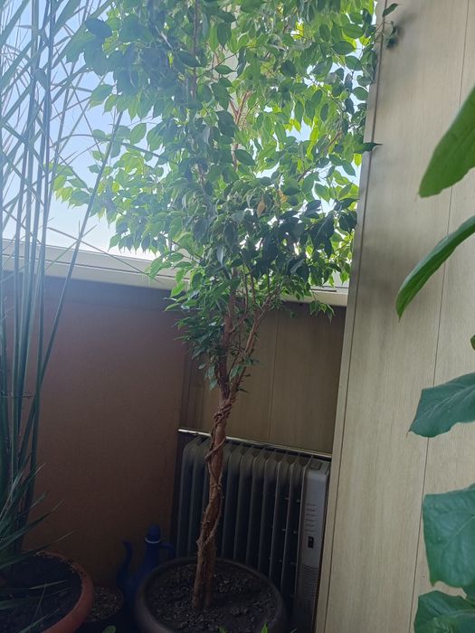 Фикус..Бенджамин..