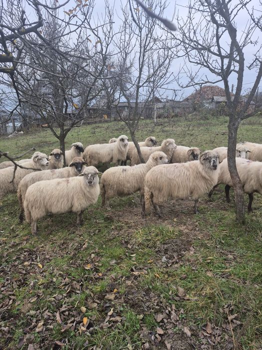 Vând oi turcane gestante