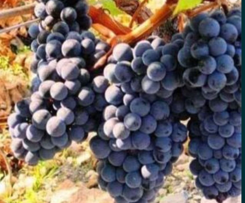 Struguri de vin de vanzare
