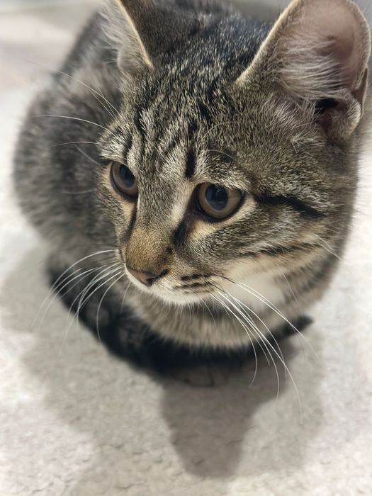 Котенок Кузя отдам втхорошие руки