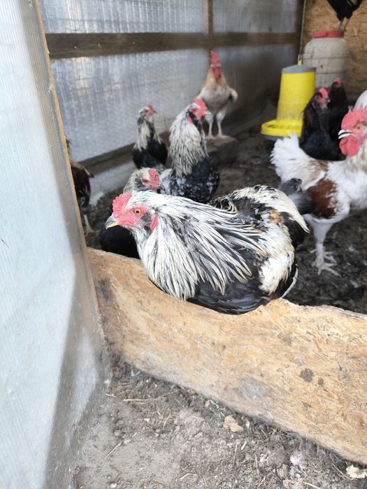 Cocosi Araucana si Rhode Island