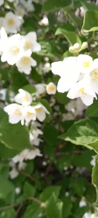 Продается жасмин для сада(чубушник)