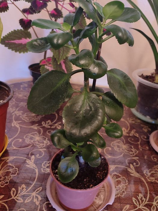 Каланхоэ цветы красные