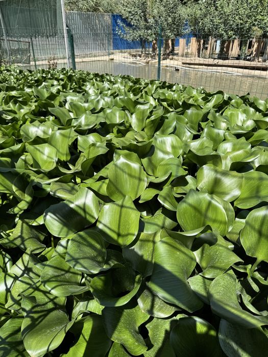 Eyxorniya guli suv havzalarida va kichik kollarda osadi