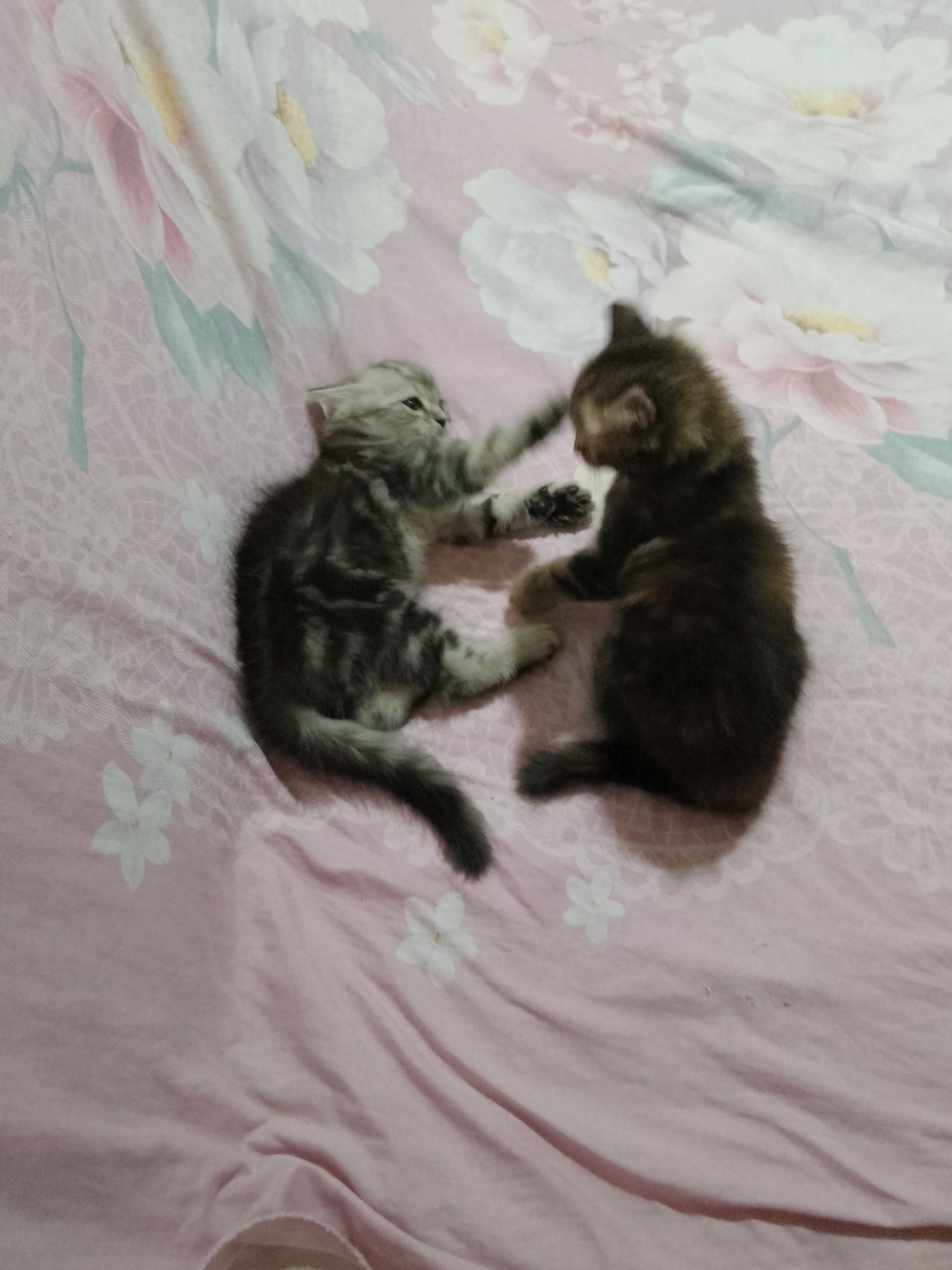 Продаются породистые Котята