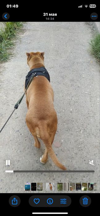 Отдам в ответственые руки собаку