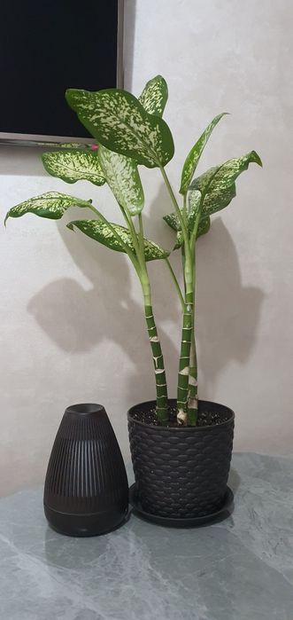 Продам Диффенбахию