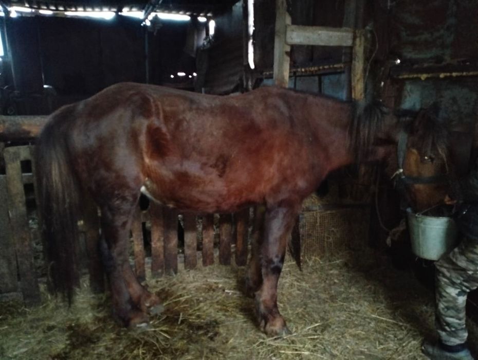 Продается кобыла