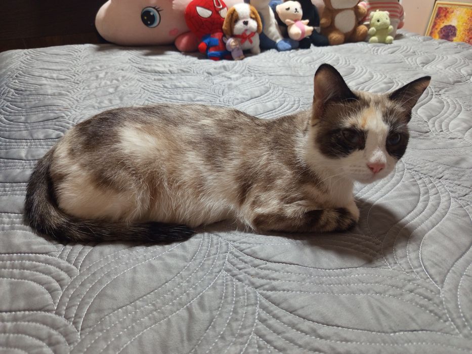 Даром в добрые руки