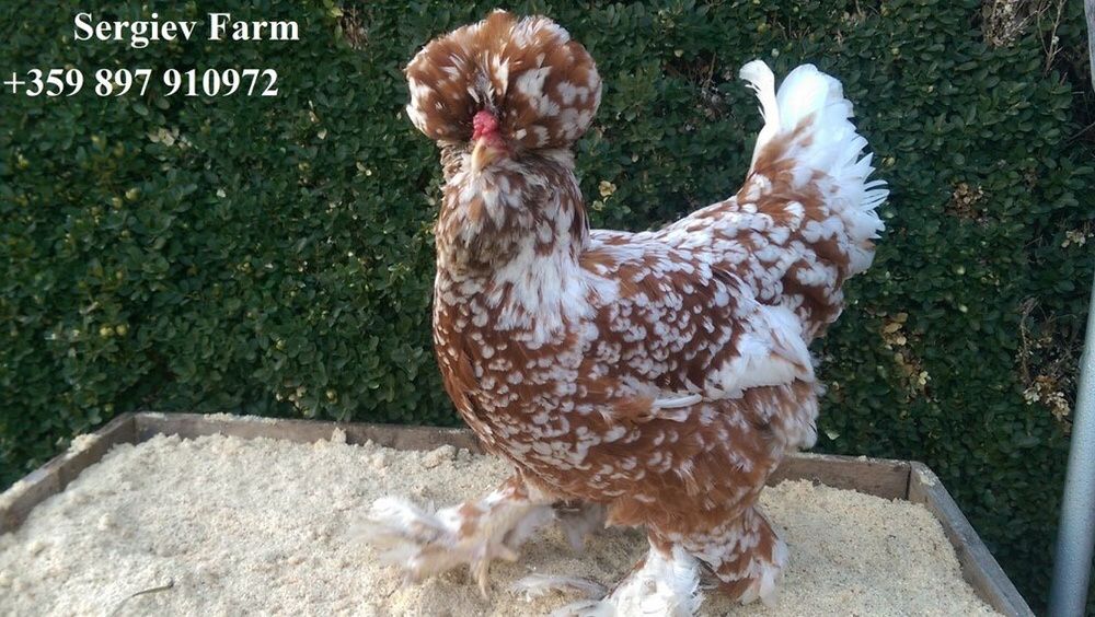 Sergiev Farm- Продава пилета и яйца от различни видове Кокошки