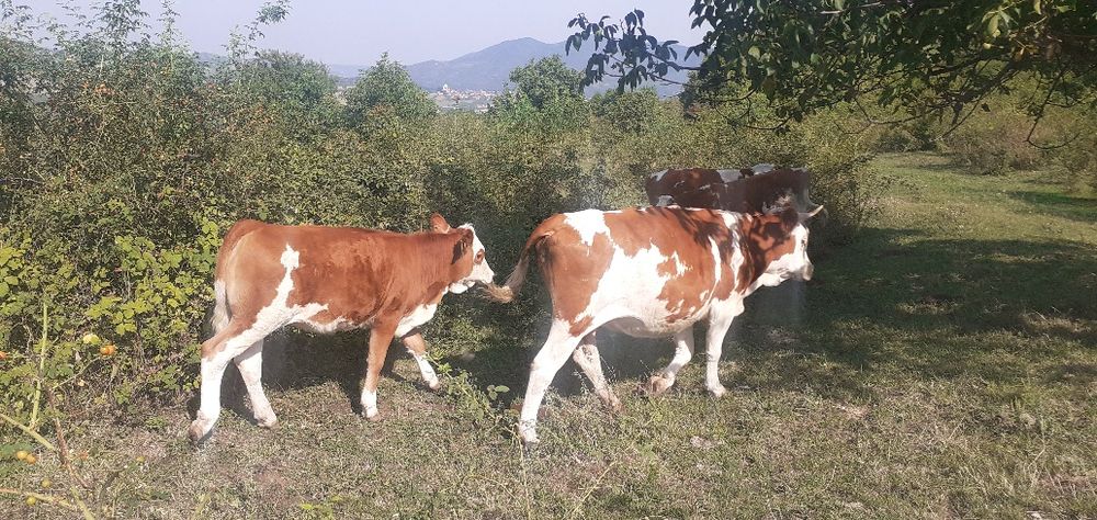 Vaci Tăurași Juninci de vînzare la pachet