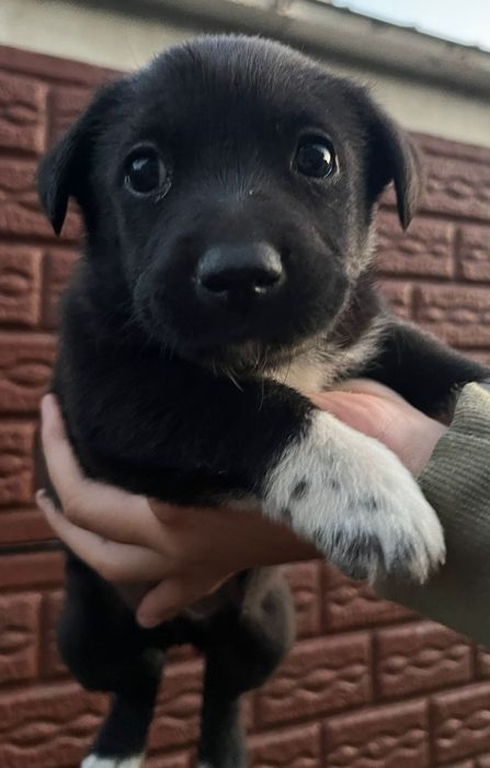 Se oferă spre adopție 3 fetițe și un băiețel