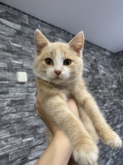 Отдам котёнка в добрые руки