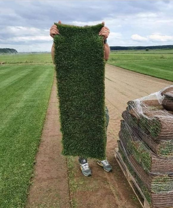 Gazon rulou sport tuia leylandii