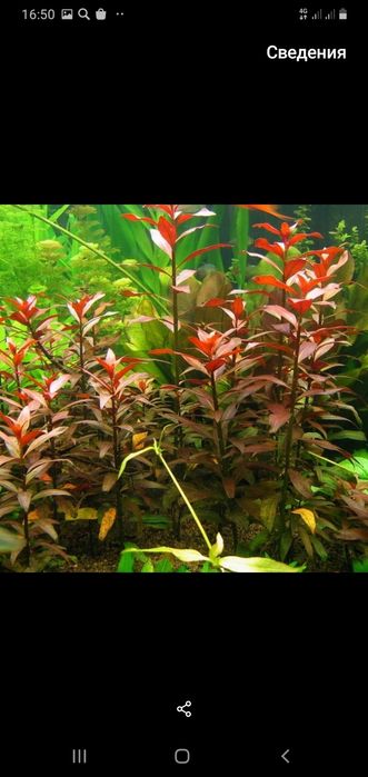 Продам аквариумные растения