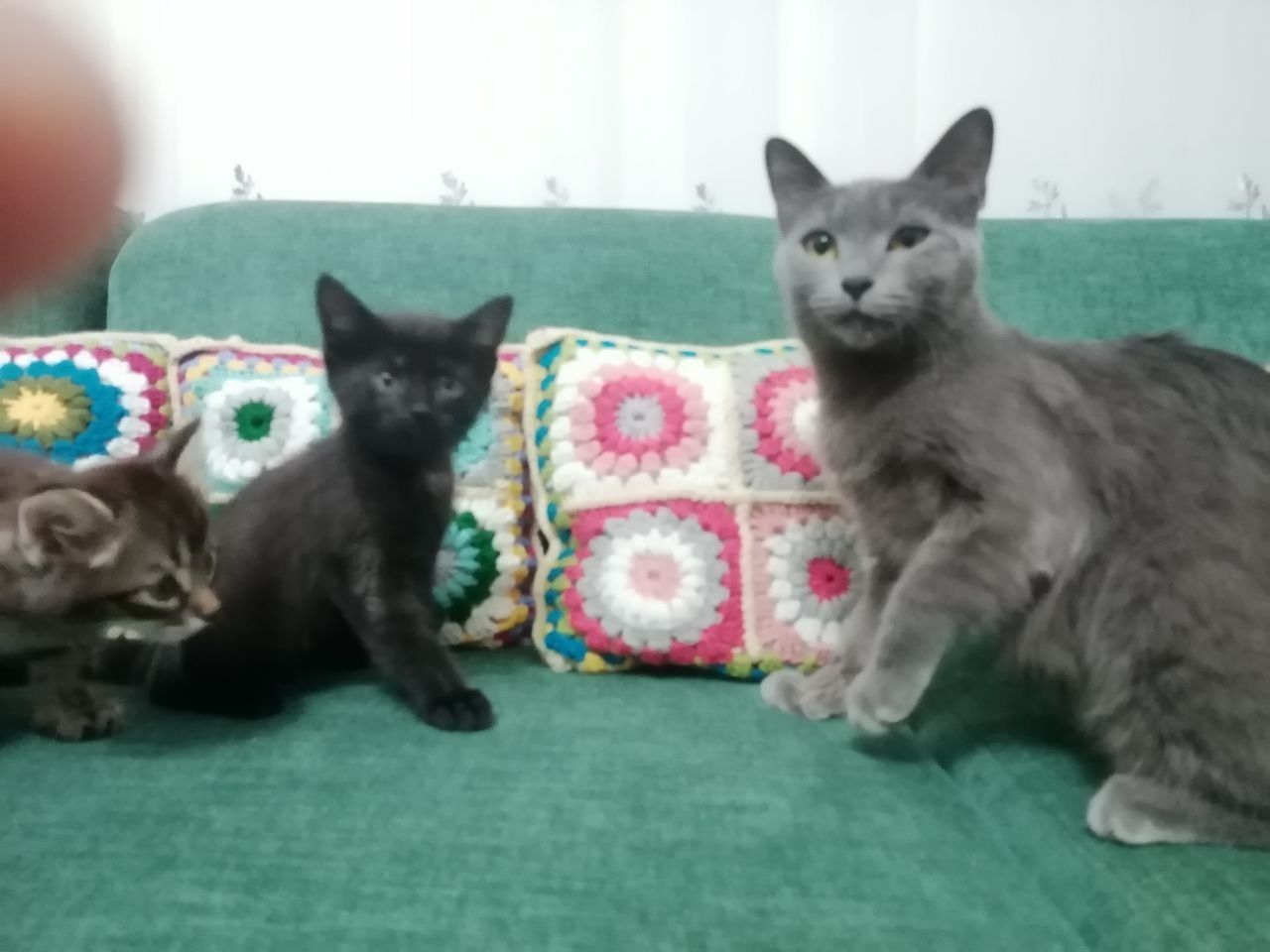 Yaxshi qo'lar uchun tekin