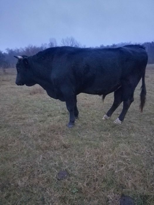 Taur de vânzare carcasă