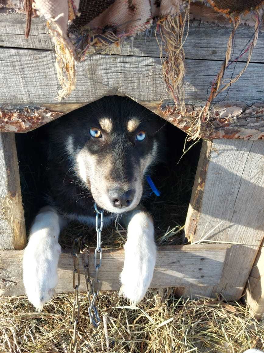 Молодой пес ищет дом, 1 год