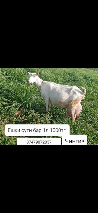 Ешки сути бар Актау Оймашы