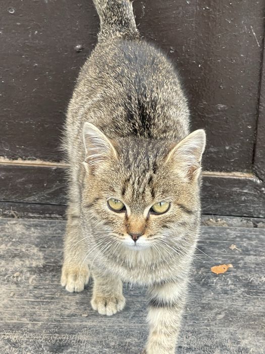 Отдам котика в добрые руки