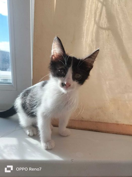 Отдам котенка в хорошие руки