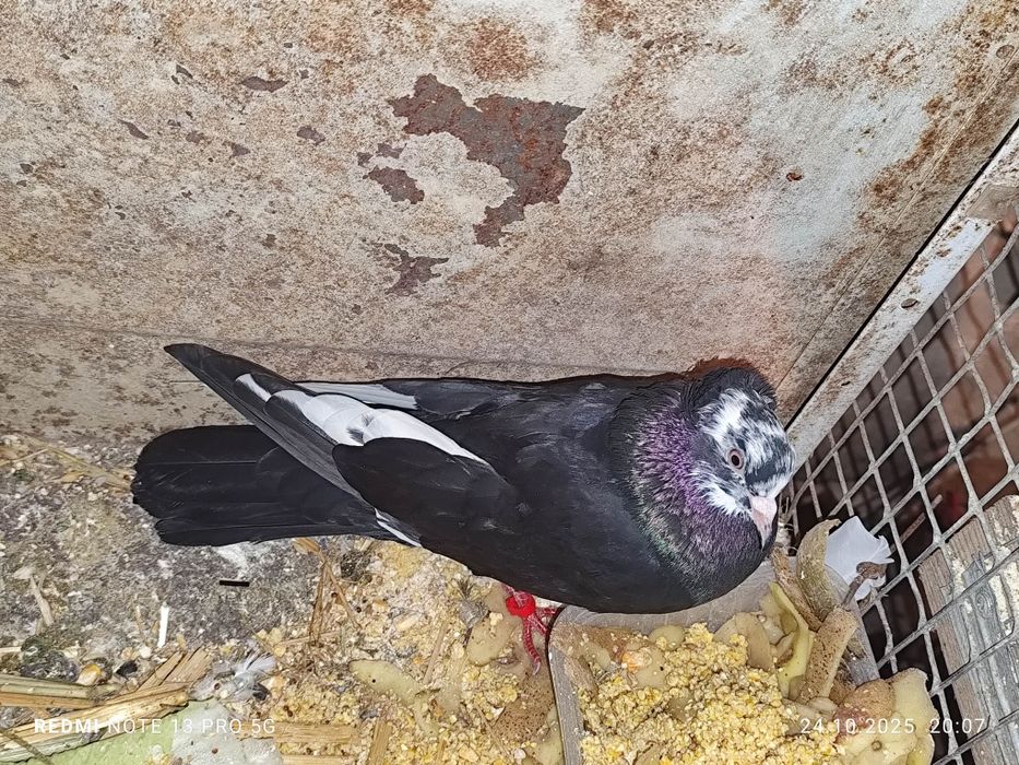 Продам голубей домашних