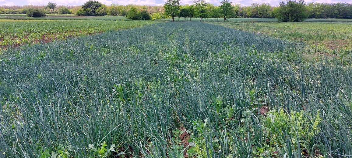 Ceapă verde de vânzare