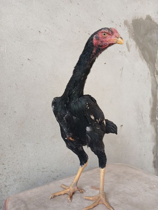 Jujani tozasi sotildi