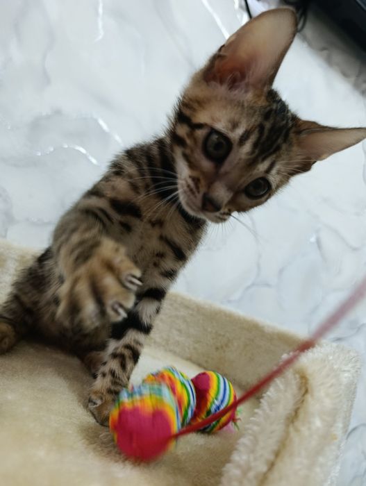 Бенгальский котенок мальчик