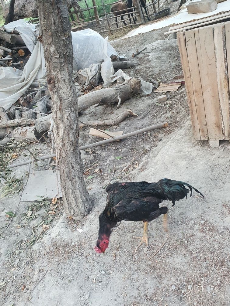 Dakang xo'roz 10 yarim oylik