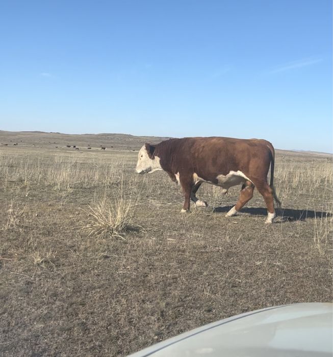 Бұқалар сатам 3-4 жасар ақбас