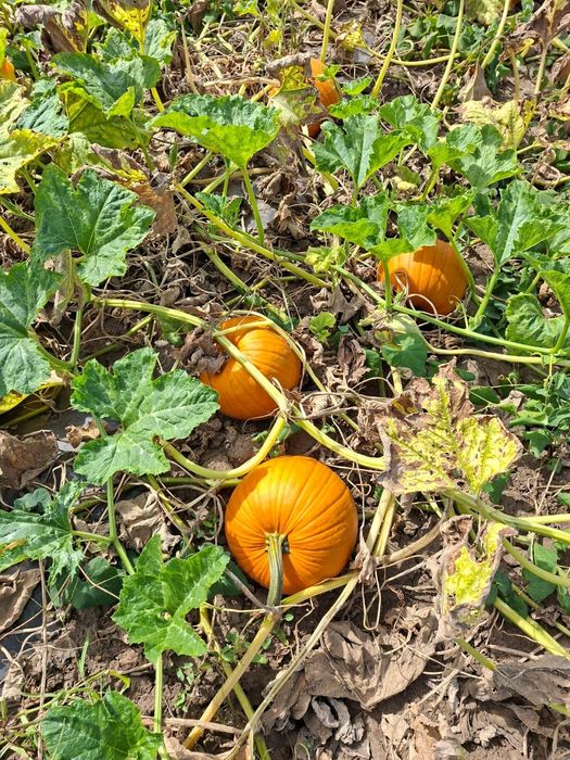 Vand dovleci/bostani pentru hallowen