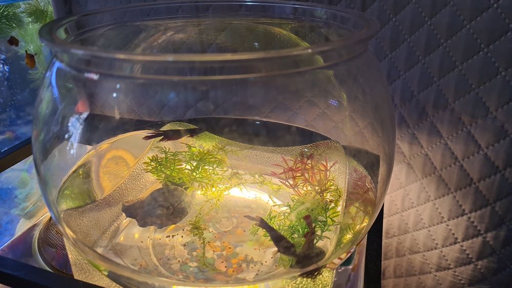 Аквариум с 3 мя петушками