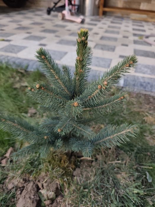 Арча голубой ел 4 та бор 50 см 40 см мошлашган бизни иклимга