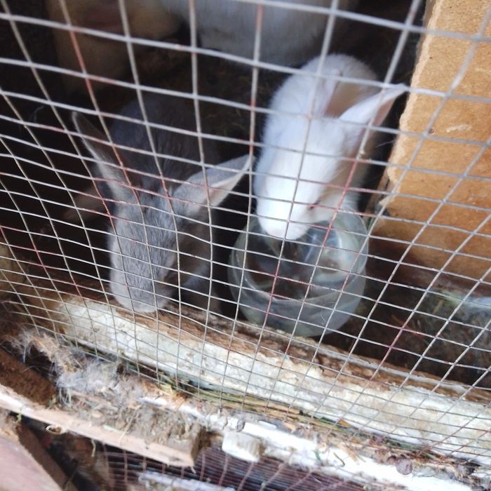 Quyon bolari sotiladi