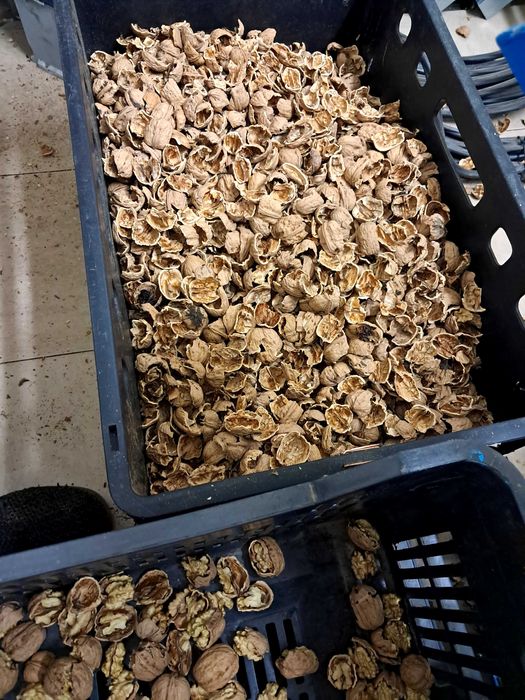 Орехови черупки Орехови черупки