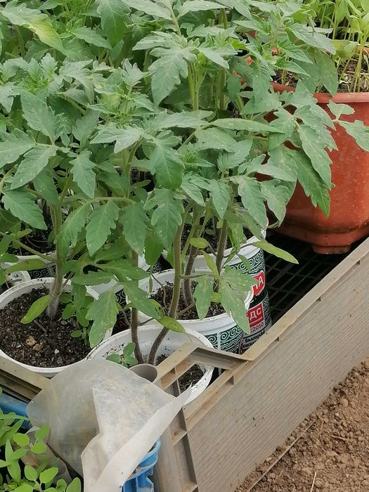 Предлагам разсад домати стари български сортове