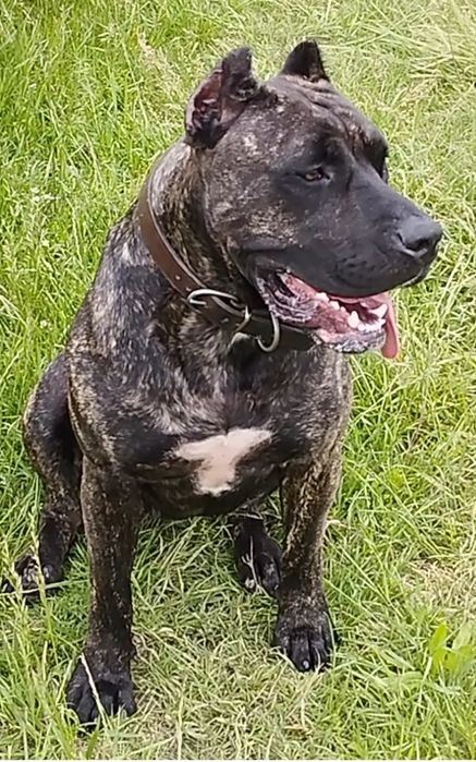 Преса Канарио Presa Canario