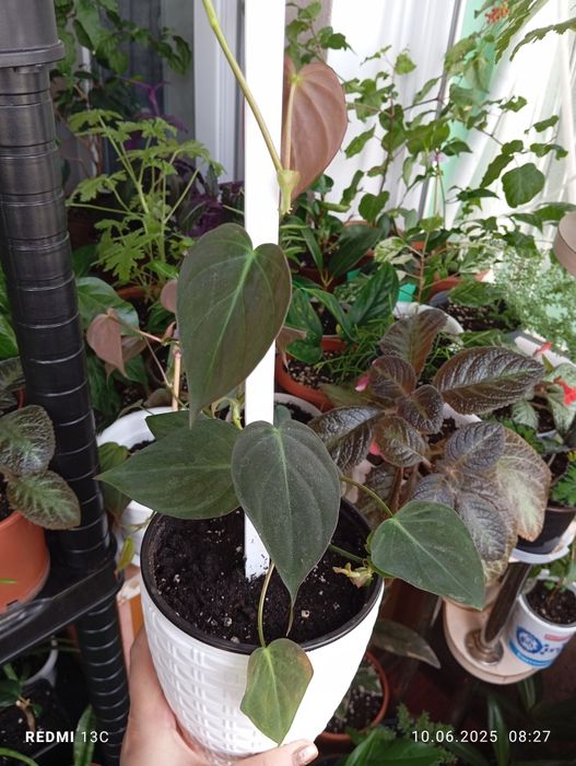 Продам комнатные растения