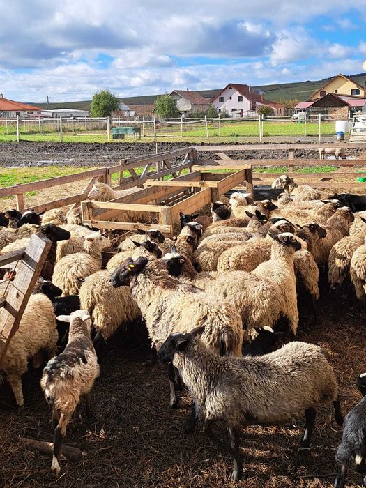 Oi Romanov cu miei – rasă pură, foarte productive