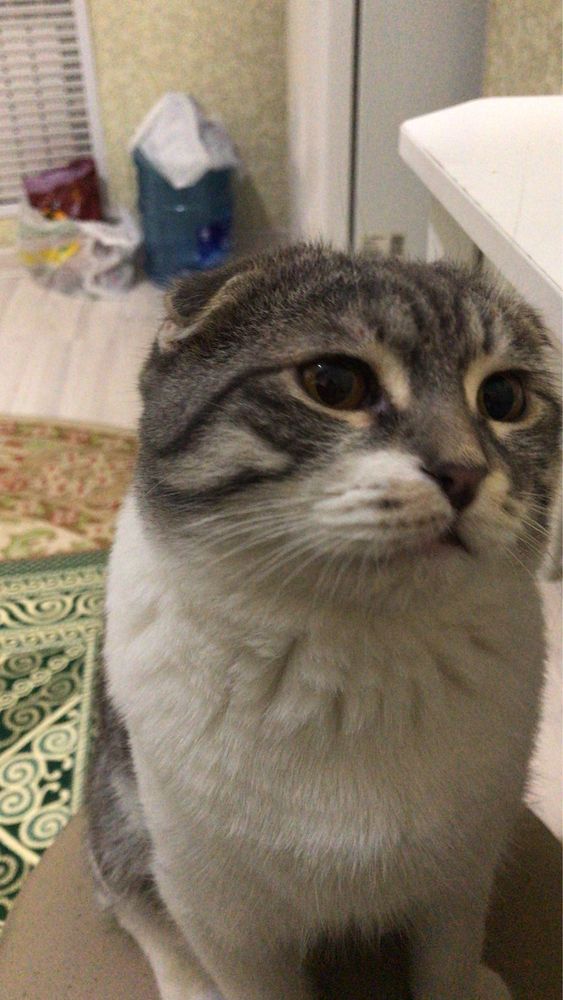 Продаю котенка мяу