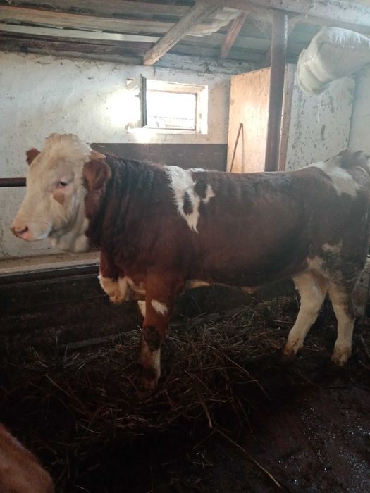 Vând vițel de rasă!!!