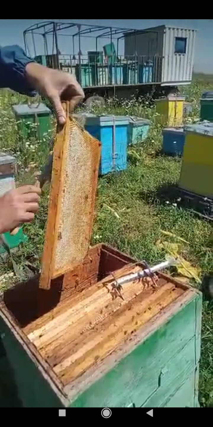 Свежий мед домашний