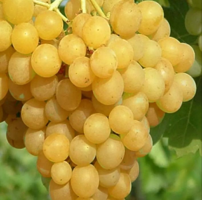 Viata de Vie Nobila (Soiuri De Masa )